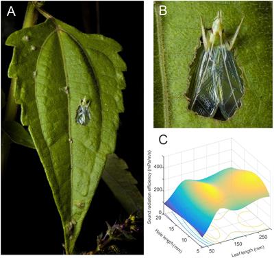 The Drivers of Heuristic Optimization in Insect Object Manufacture and Use